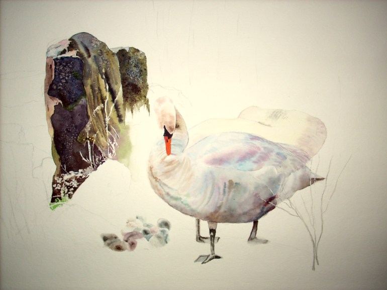 cygnetsandrocks cygnetsandrocks