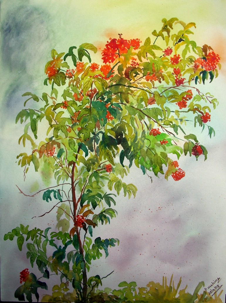 Ixora