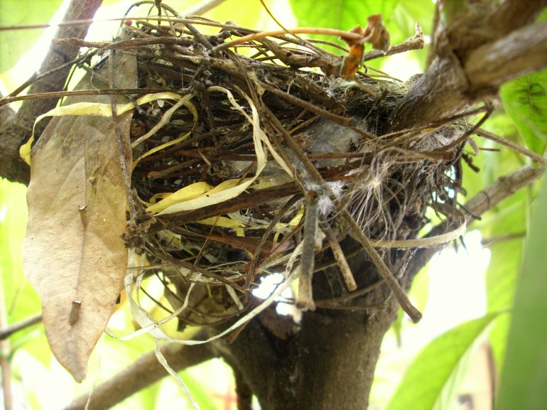 nest