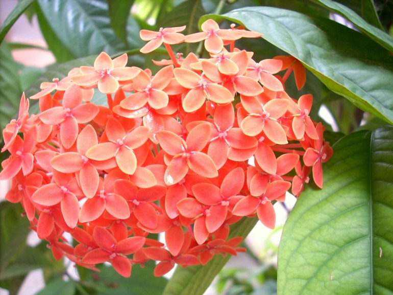 ixora