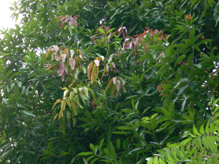 mango tree