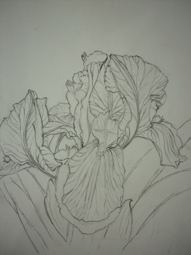 iris-drawing2