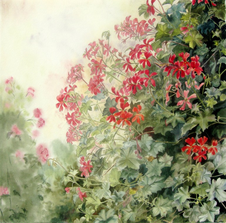 geraniums-hummingbird