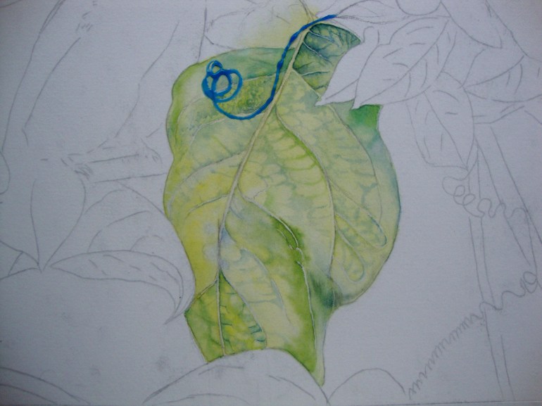 establishing the vein structure.. establishing the vein structure..