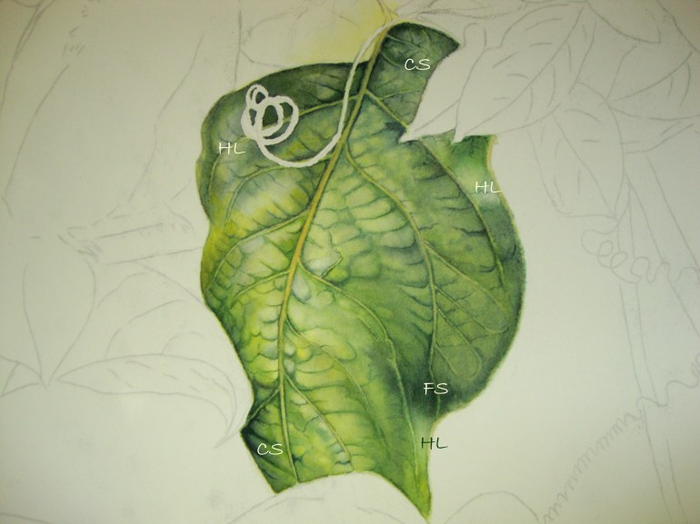 Form shadows, cast shadows, Highlights Form shadows, cast shadows, Highlights