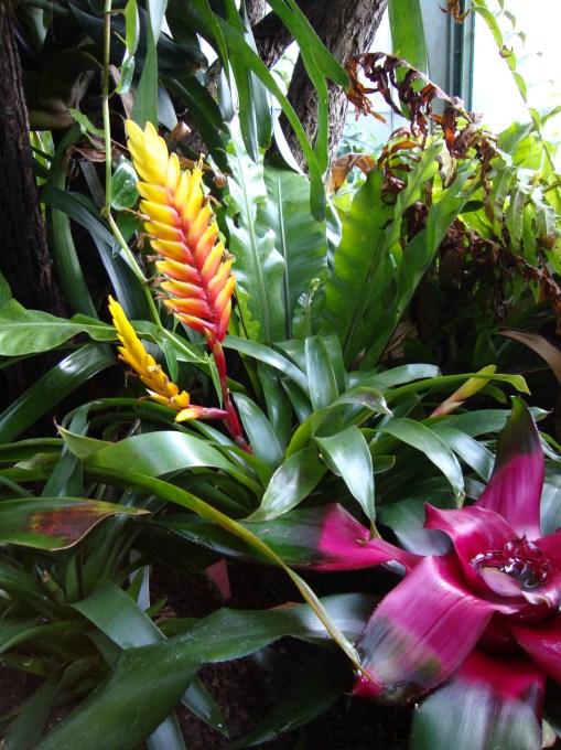 Bromeliads
