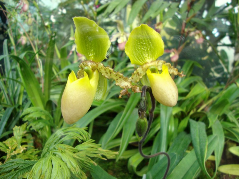 Lady`s Slipper
