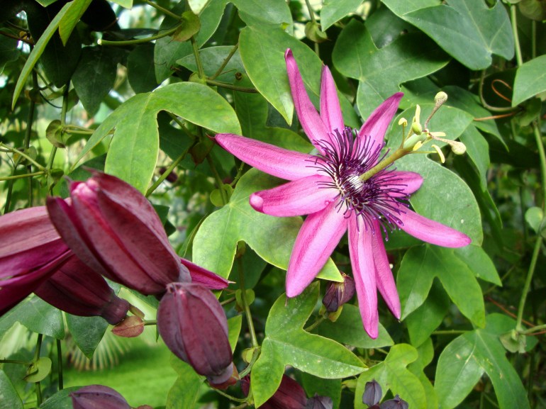 Passion Flower