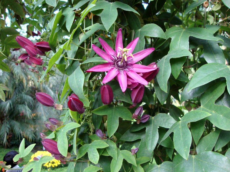 Passion Flower