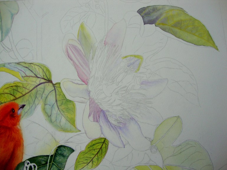 first layers for the petals and sepals