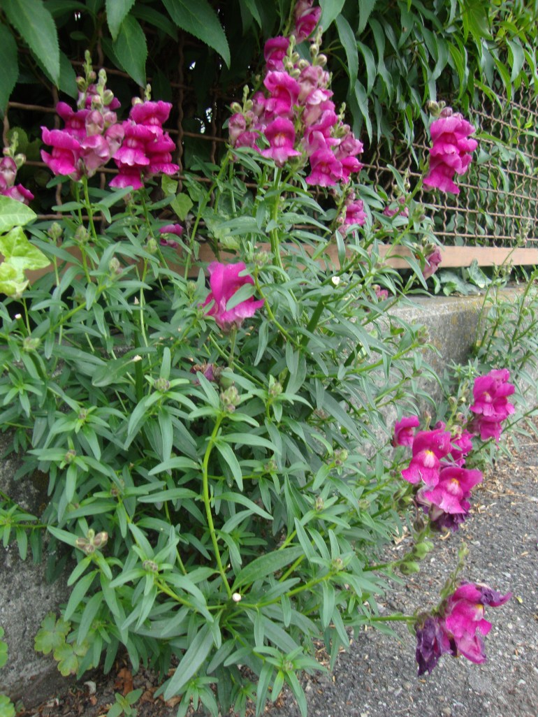 Lila snapdragons Lila snapdragons