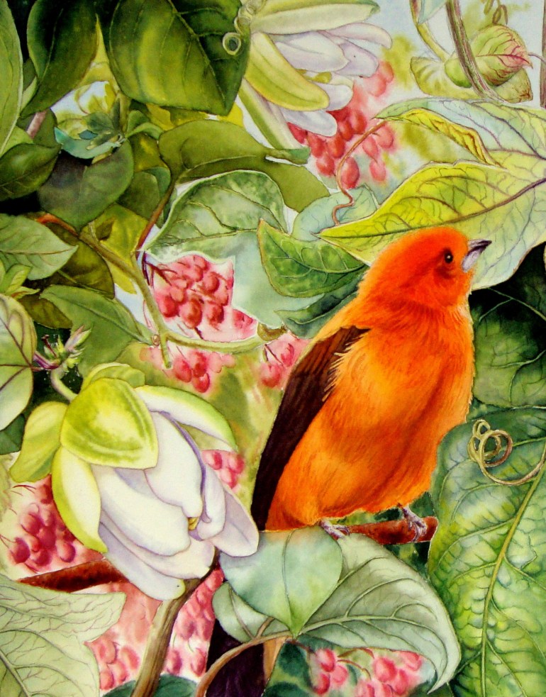 Passion Flower and Brazilian Tanager - crop 2