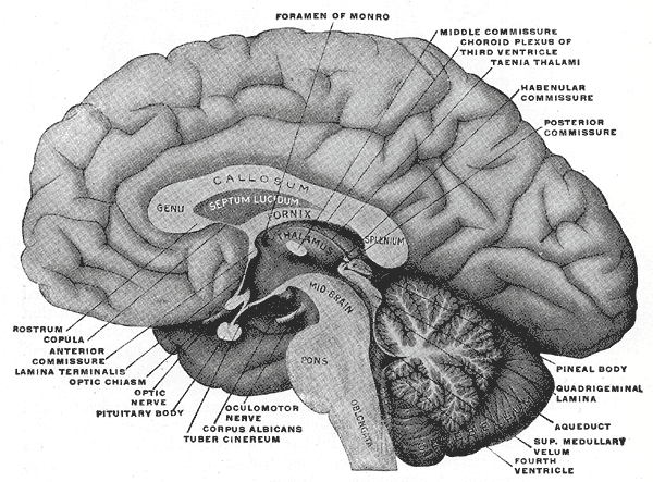 cross section of the Human Brain cross section of the Human Brain