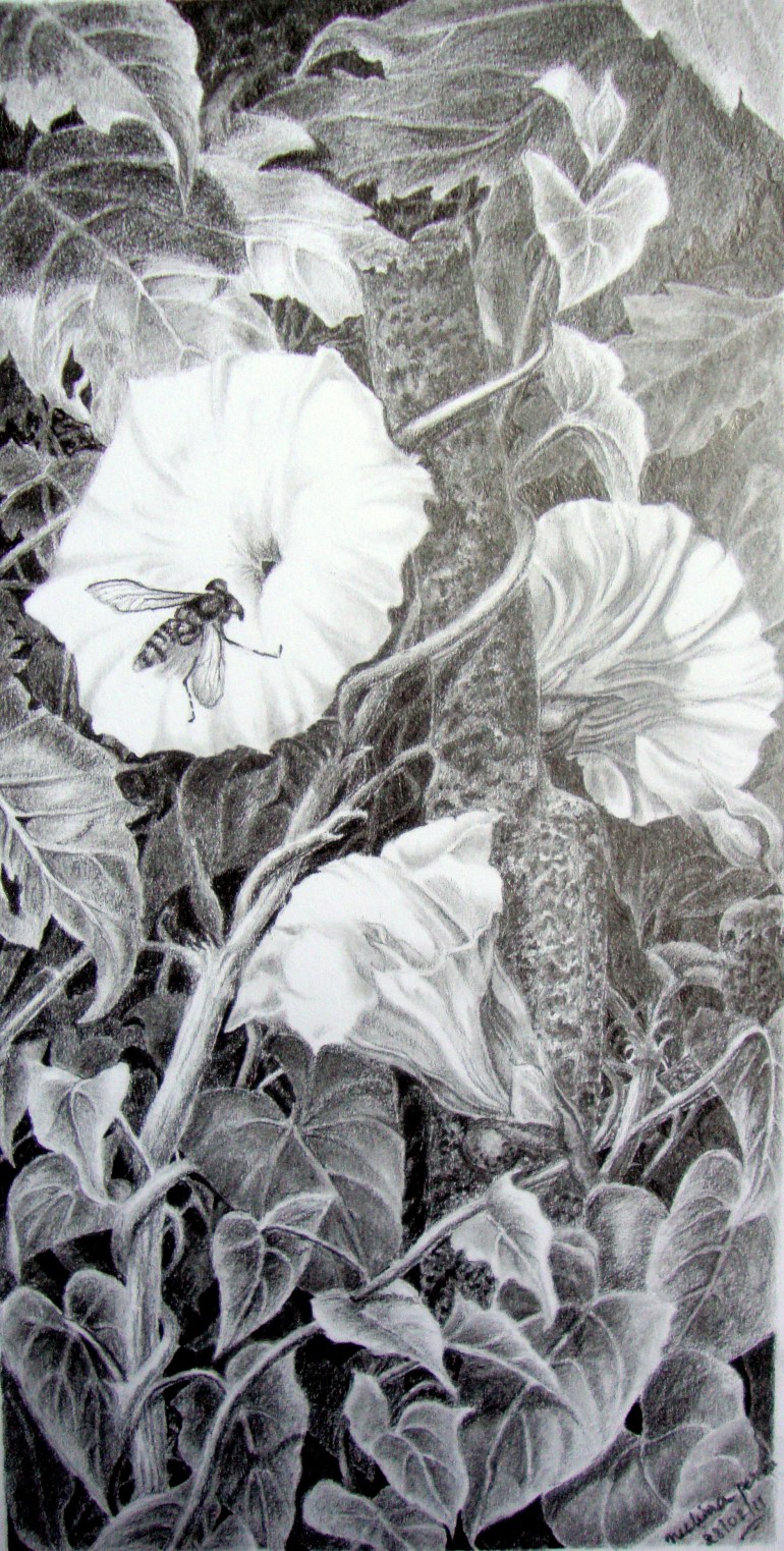 Hoverfly on Bindweed