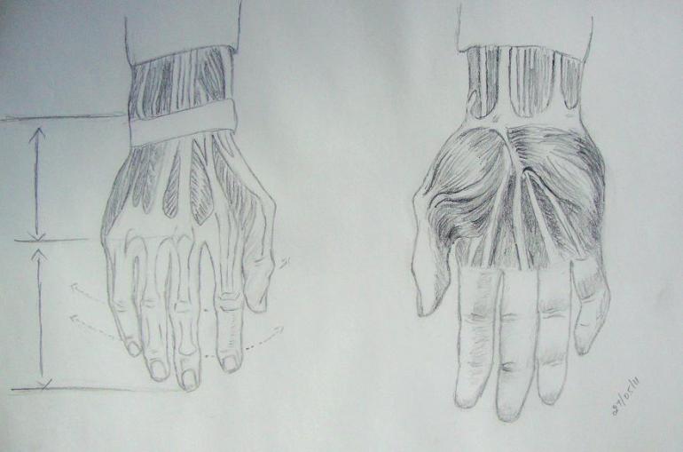 hands - skeletal structure