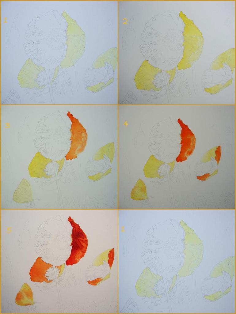 How to paint poppy flowers -1 