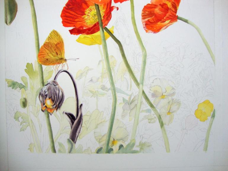pansy and poppy leaves