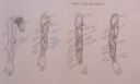 Muscles of the Arm, Front View