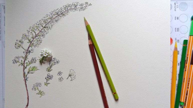 White cluster flowers4