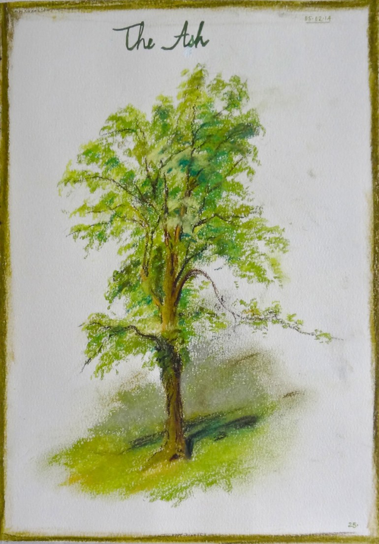 sketchbook page ash tree