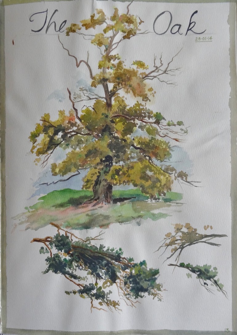 Oak watercolor sketch