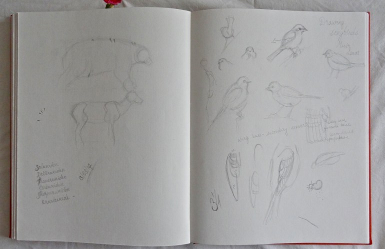 drawing birds