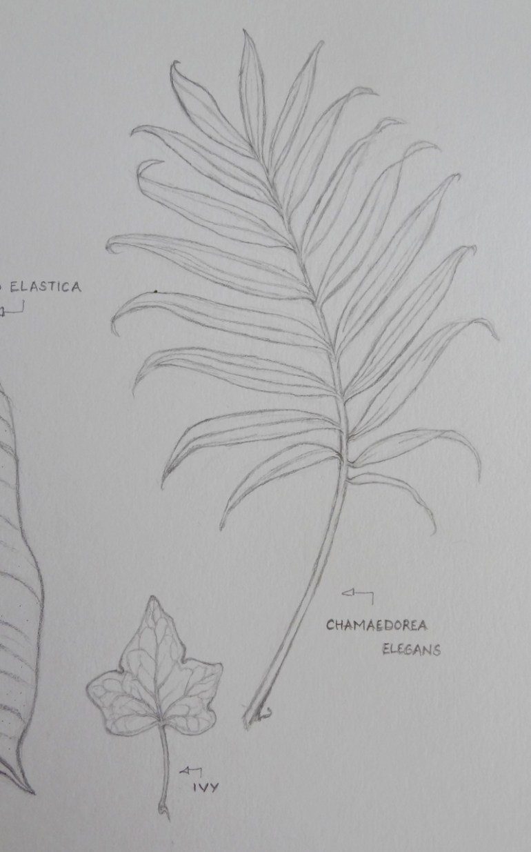 Chamaedrea leaf