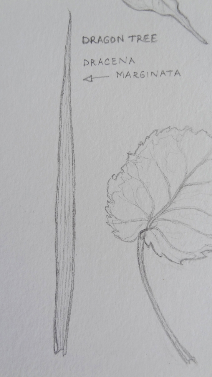 Dracena Marginata