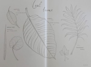 Leaf forms of common houseplants