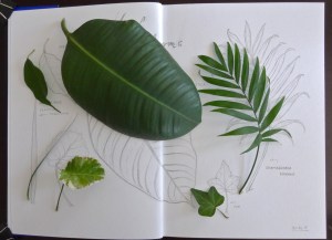 Leaf forms of common houseplants