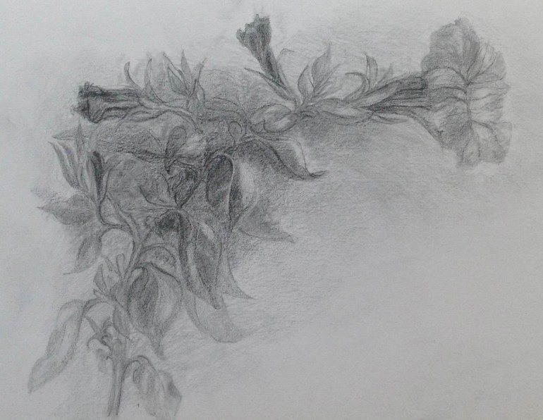 Petunia in graphite