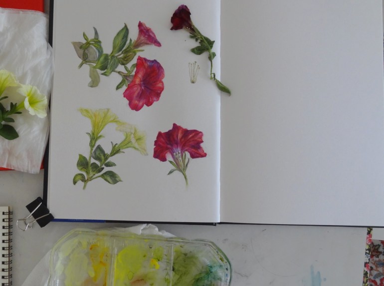 Petunia sketchbook page