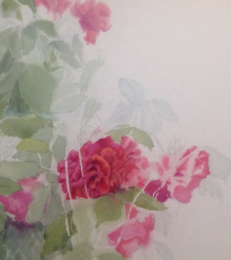 Red roses WIP in watercolor