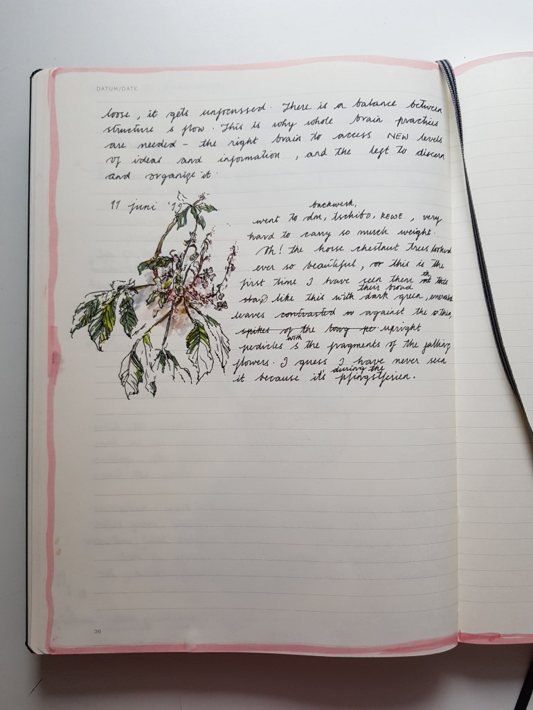 Horse chestnut tree sketch