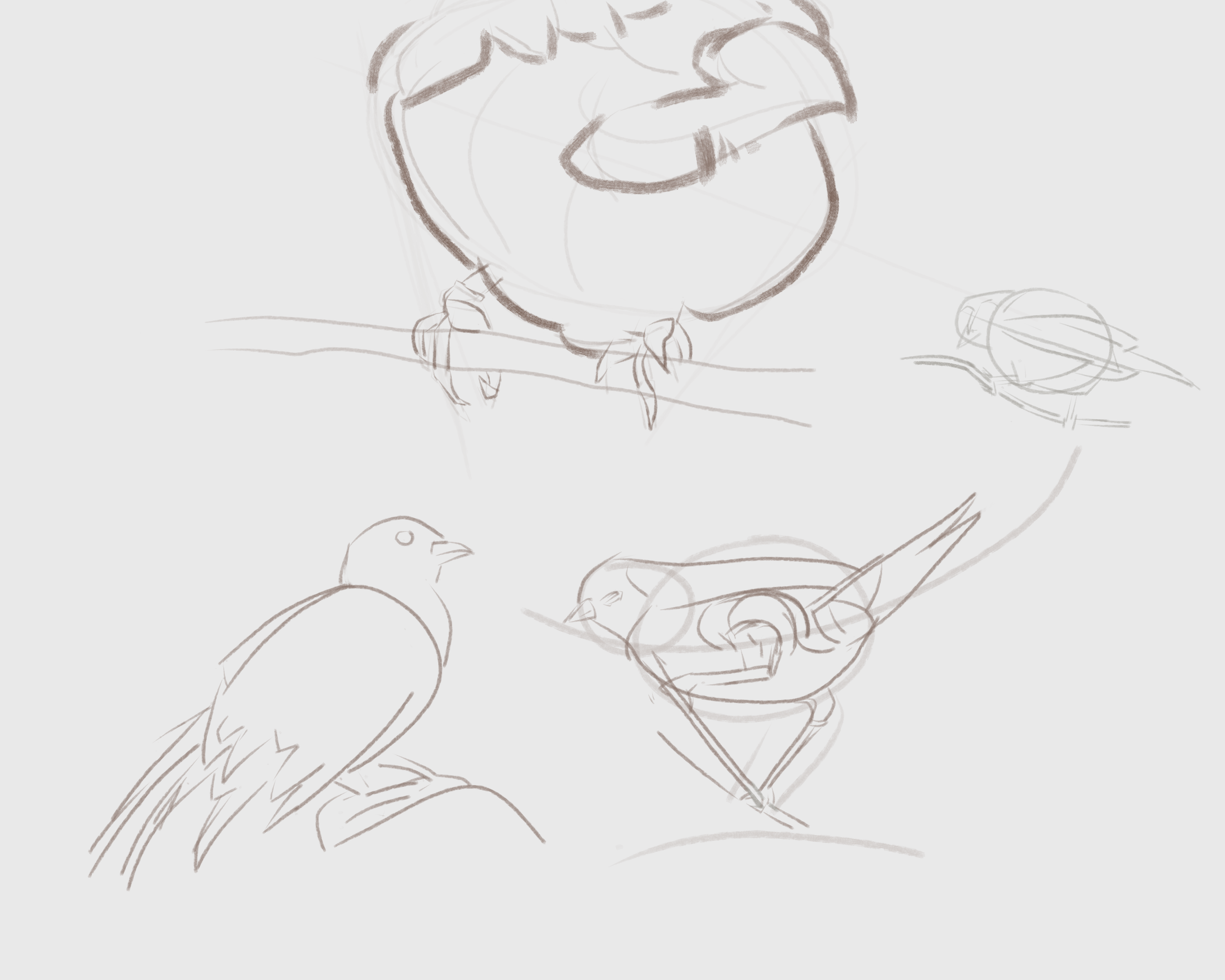 song bird studies
