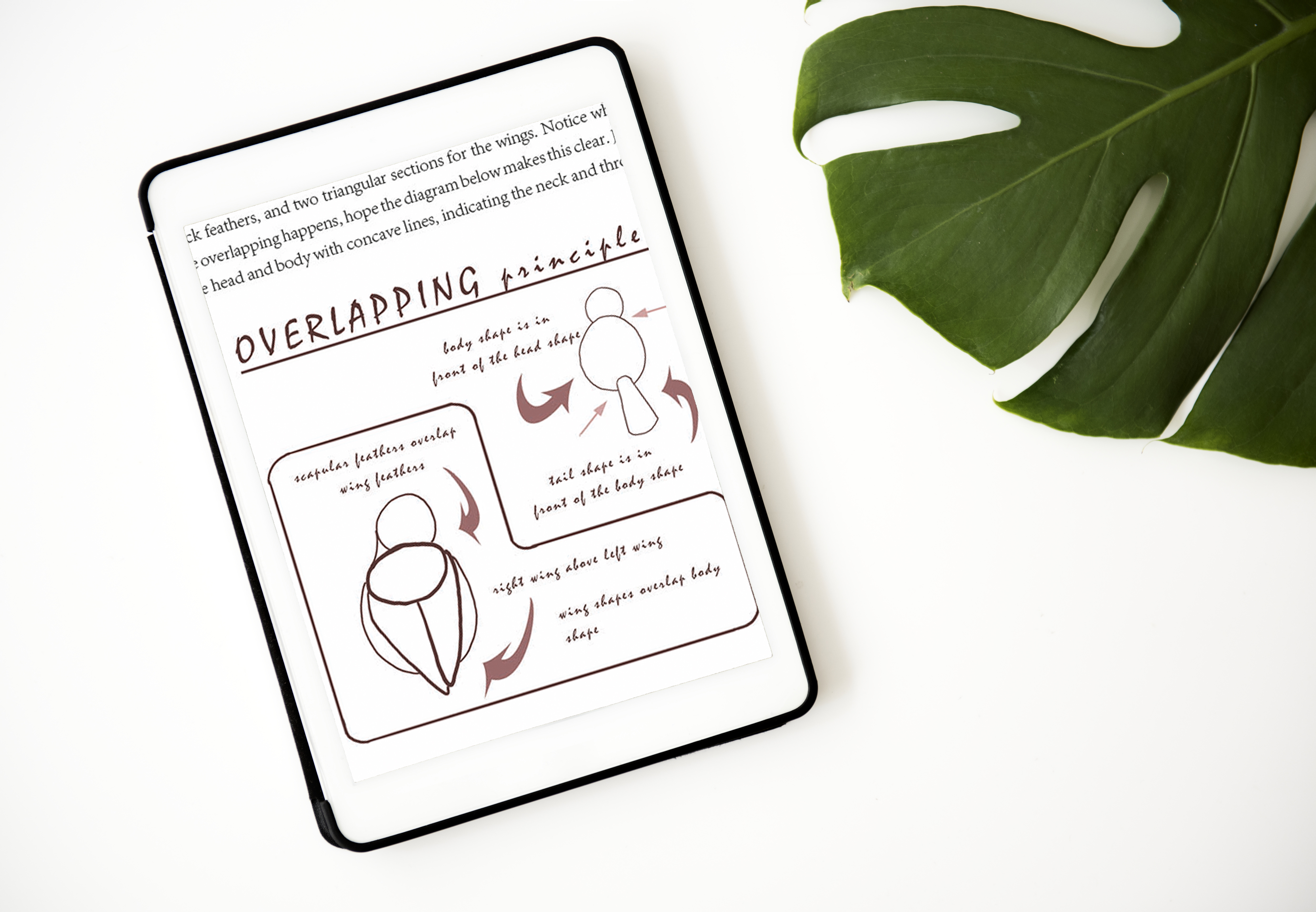 Art tutorial - Create a song bird illustration| 18 page pdf document |Instant download painting guide | U.S Letter size for personal use
