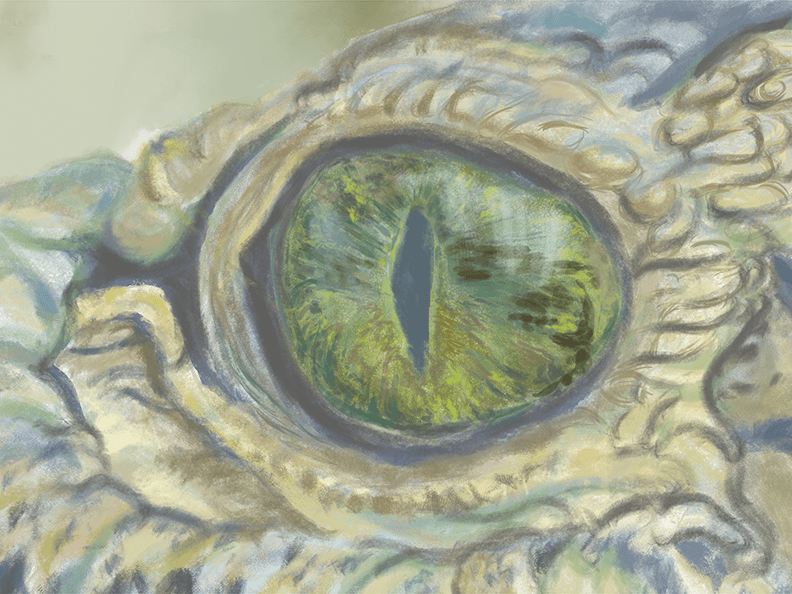 Crocodile eye study