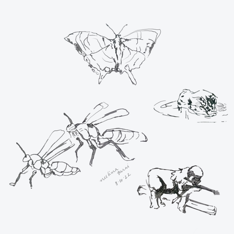 Quick animal sketches