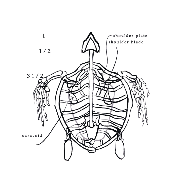 How to draw - sea turtle