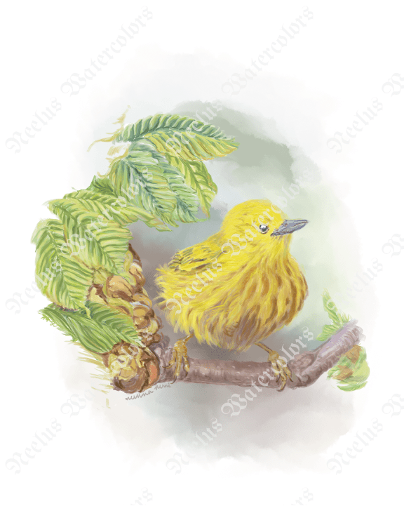 Yellow warbler 